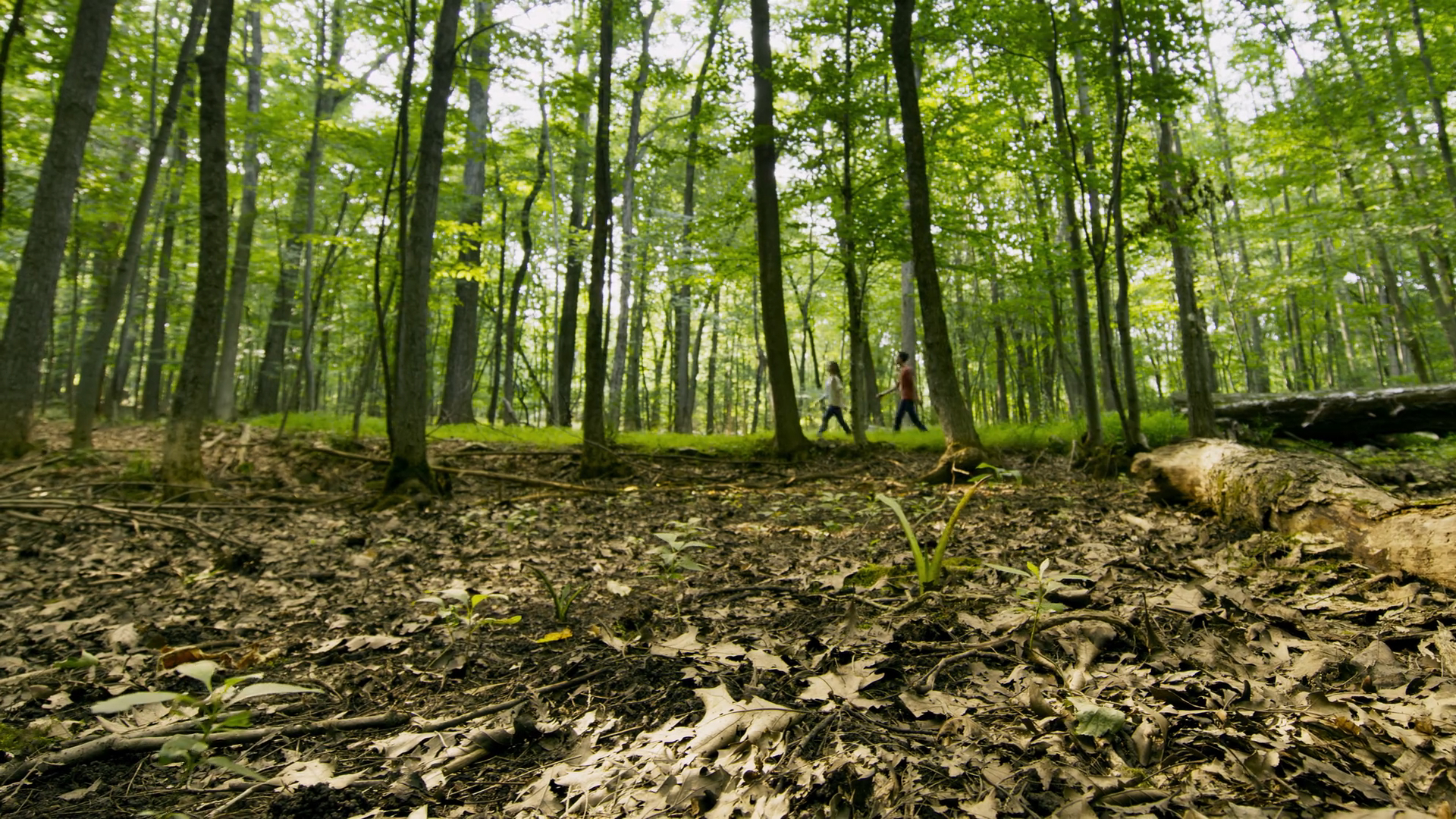 Wild Garden -الحديقة البرية - الطبيعة التي تحيط بن ا