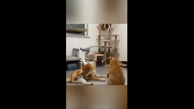 Коты против Собак