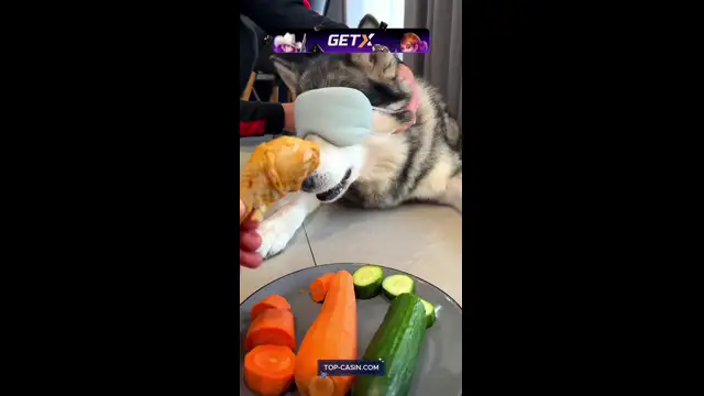 Обманывают собаку