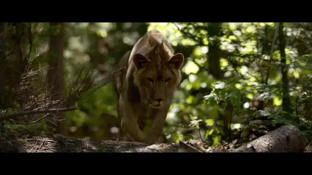 The Wolf and the Lion - Il lupo e il leone - الذئب والأسد